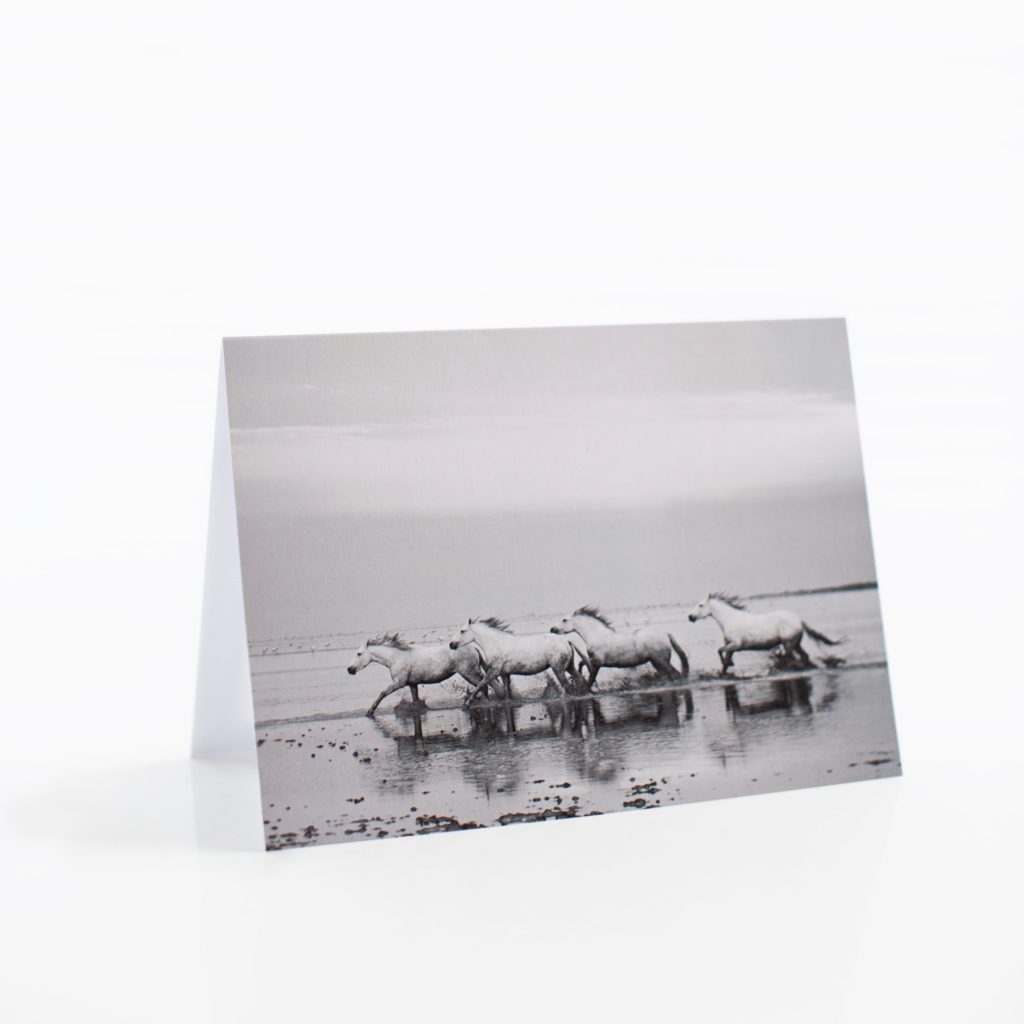 The Camargue Collection Notecards are Here!